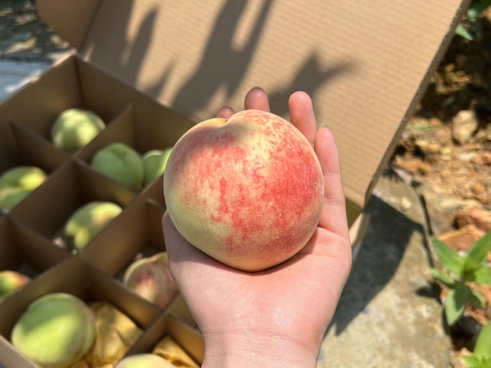 1686469451868325.jpeg 1686469451868325.jpeg